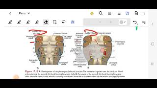 Pharyngeal (Branchial) Arches|Human anatomy