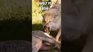 Wolf vs bear #shorts #viral #trending #animals