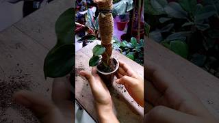 Set A Indoor Plant in A Pole - Philodendron