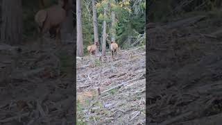 Big Broken Herd Bull