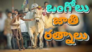 INDIAN PRIDE|| ఒంగోలు జాతిరత్నాలు|| ONGOLU GITTHALU|| INDIAN FAMOUE CATTLE BREED|| EDDULU|| ఎద్దులు