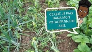 Ce que je fais dans mon potager en fin juin.