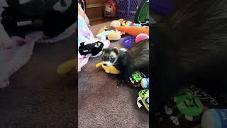 Gene and his macaroni #ferret #funny #ferretlove #cute #cuteanimals