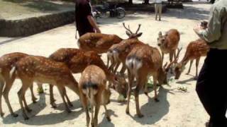 Deer in Nara part 1