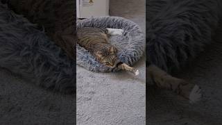 Уютное «гнездышко» для ночлега🥰/ Purring 🐈 cat /Sleep time/#cat #catlover