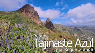 TAJINASTE AZUL por Roque Grande (marzo 2021) #GranCanaria #Tajinaste #Tenteniguada