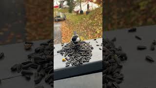 Beautiful Fly Up #chickadee #birds #animals #cute #adorable #picky #birdwatching