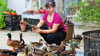 Harvesting Ducks Goes To Market Sell - Repair Ducks Farm & Buy Ducklings To Raise | Tiểu Vân Daily