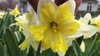 Cassata Daffodils | Bulbs in Bloom