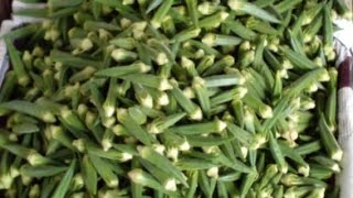 Okra VegetableTrading. NH Global and company partner's