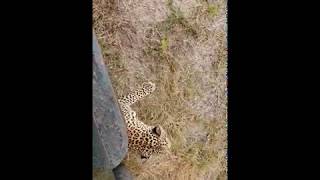 Luluka Under Our Car, Ronkai river, Masai Mara Game Reserve, Kenya, August 2019