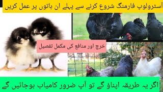 black australorp hen farming in pakistan|Dr.Asif| Doctor Birds Farm