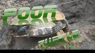 A happenchance stop in a forest saves a turtle's life