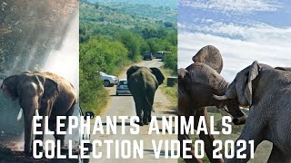 Elephants Animals Collection video 2021