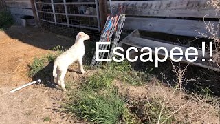 Lambing diaries: Little Rascals vlog 580