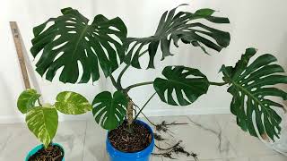 Super-Rooted Woody Vine Large-Form, Monstera Deliciosa Cutting With Pothos - Etsy RedneckShrek