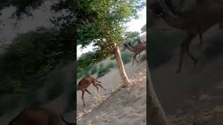 Camel With Cute Baby Fast Runing Desert#youtube #ytshorts #animal #viralvideo #vlog