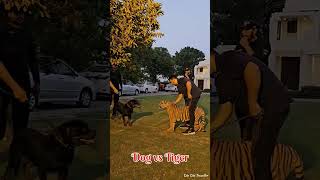 #animalfriends  | Tiger vs Dog | #tigerattitude | #shorts | #tiger | #animalworld | #trending