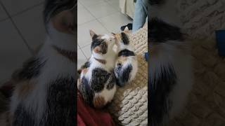 Like mother like daughter ♥️#cat  #funnycatfight #cuteanimals #viral #trending #shorts