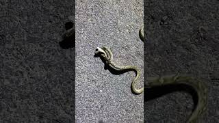 #snake #animalrescue #cobra #snakerescue #sagar_sahu_0 #shorts #viral #youtubeshorts #youtube #new