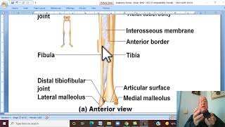 Musculo-skeletal Module ,Anatomy of Lower Limb in Arabic 5 ( Fibula and bones of foot  ) , 2022