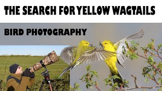 THE SEARCH FOR YELLOW WAGTAILS-BIRD PHOTOGRAPHY