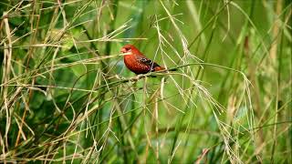 strawberry finch 1