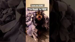 😤👀🐕🛌🥱 Min Pin REESE doesn’t like to Bothered at BEDTIME #miniaturepinscher #minpin #dog #dogs