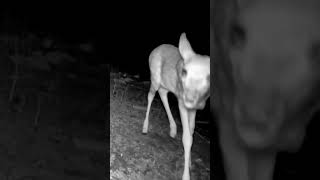 Little fawn checks out the camera #shorts #deer #short #shorts #fawn #nightlife #backyard