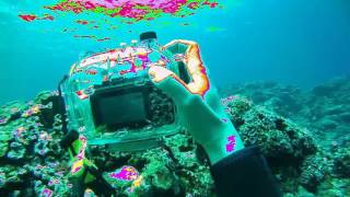 Ishigaki Diving Tour 2016