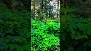 Greenery #adventure #nature #natureshorts #naturelover #naturebeauty #green