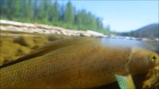 Alaska's Chatanika River - A Dry Fly Bonanza!