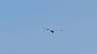 Bateleur,Jock Lodge,Kruger National Park,20 feb 2013