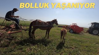 BALYA YAPMA aşamaları | Traktörle eve taşıyoruz | YONCA balyası çok ağır