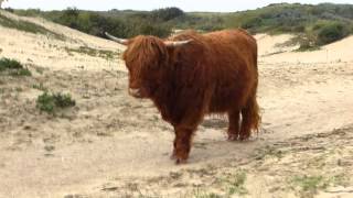 Schottische Hochlandrinder am Strand von Den Haag