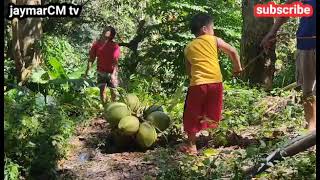 Buhay Probinsya || Buko ang pangtanggal uhaw, sa mainit na panahon || jaymarCM tv