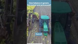 how tobacco is grown, harvested and processed #factoryproduction #tobacco