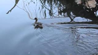 Release! American Wigeon, January 2014