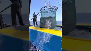 Catching fish#trending #shorts #technology