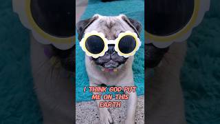 my life's purpose 💜 #dog #pug #cute #funny #pets #fyp #shorts