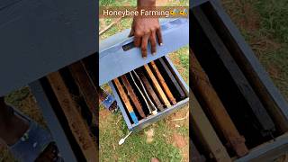 Opening a Honeybee Box😨 Honey Farming #shorts #honeybee #honeyfarming