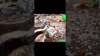 Squirrel | Wild Animals #shorts #wildlife #animals