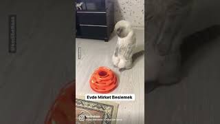 KEDİ SANDIK MİRKET ÇIKTI #cat #keşfet #fyp #challenge #kitten #fypシ #tiktok #keşfetteyiz #pişik #fy