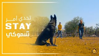 تحدي نحرك كلب بعد ما قال له المدرب لا تتحرك V#55 - Stay