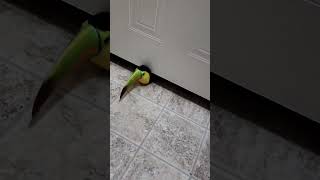 Is this TOUCAN an ESCAPE ARTIST?