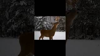 【Camojojo】Deer eating tree leaves in the snow.