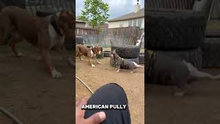 American bully | World biggest and Giant American Bully Dog fight shorts #viral #shorts #top10