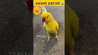 #youtubeशॉर्ट्स#youtubeशॉर्ट#शॉर्ट्स#shortvideo#shortsvideo#shortyoutube#shortyoutubevideo#parrot