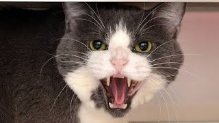 Cat Meowing Angry Hissing | Cat Hissing And Growling | Angry Cat