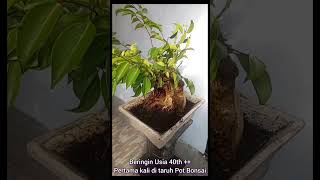 beringin mini Usia 40th++ pertama kali dimasukkan Pot Bonsai #shorts #bonsai #beringin